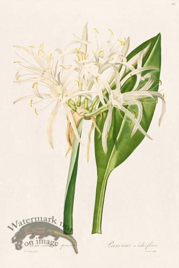 Les Liliacees Redoute 412